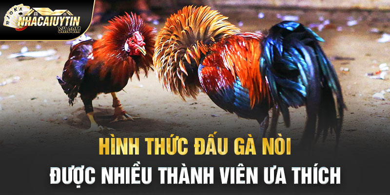 ảnh 3: Hình thức đấu gà nòi được nhiều thành viên ưa thích