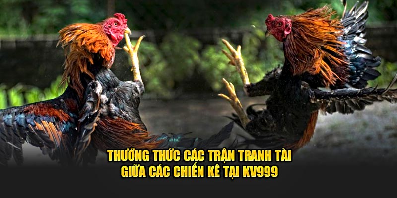 Thưởng thức các trận tranh tài giữa các chiến kê tại KV999